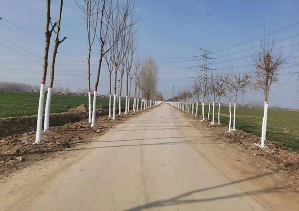 汝南县老君庙镇积极开展植树造林活动全面编织生态林网