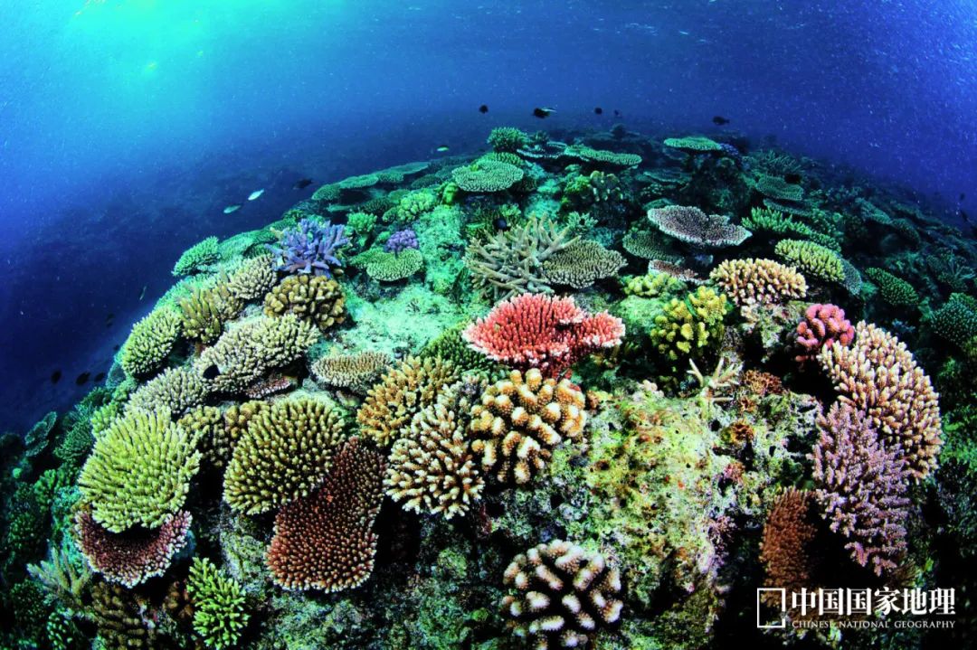 西沙海底的"珊瑚旷野"图源:《中国国家地理》2013年06期摄影/吴立新