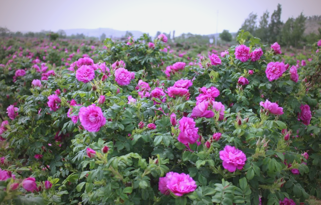 和田玫瑰的独特香气与多样化应用