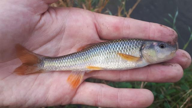 小科普|美国9种鲜为人知的淡水鱼