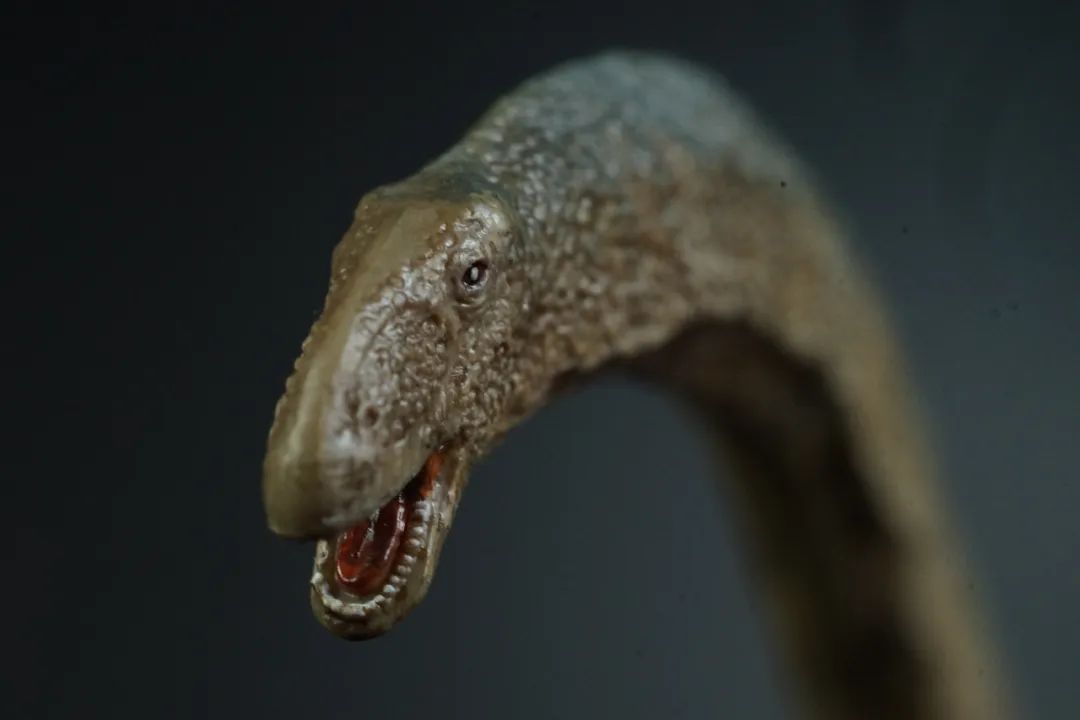 pnso博物馆系列新老马门溪龙