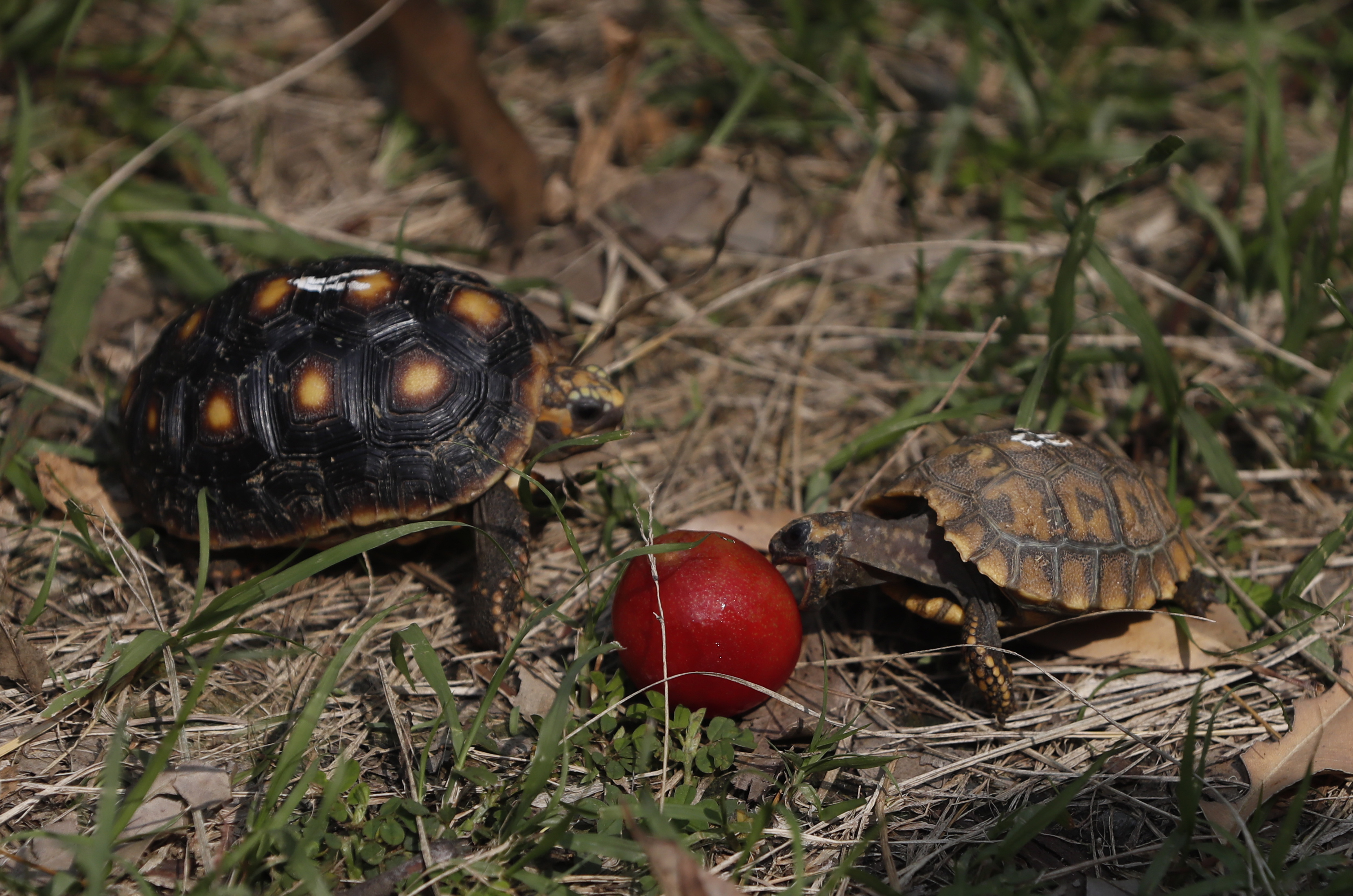 哥伦比亚卡利动物园的动物幼崽