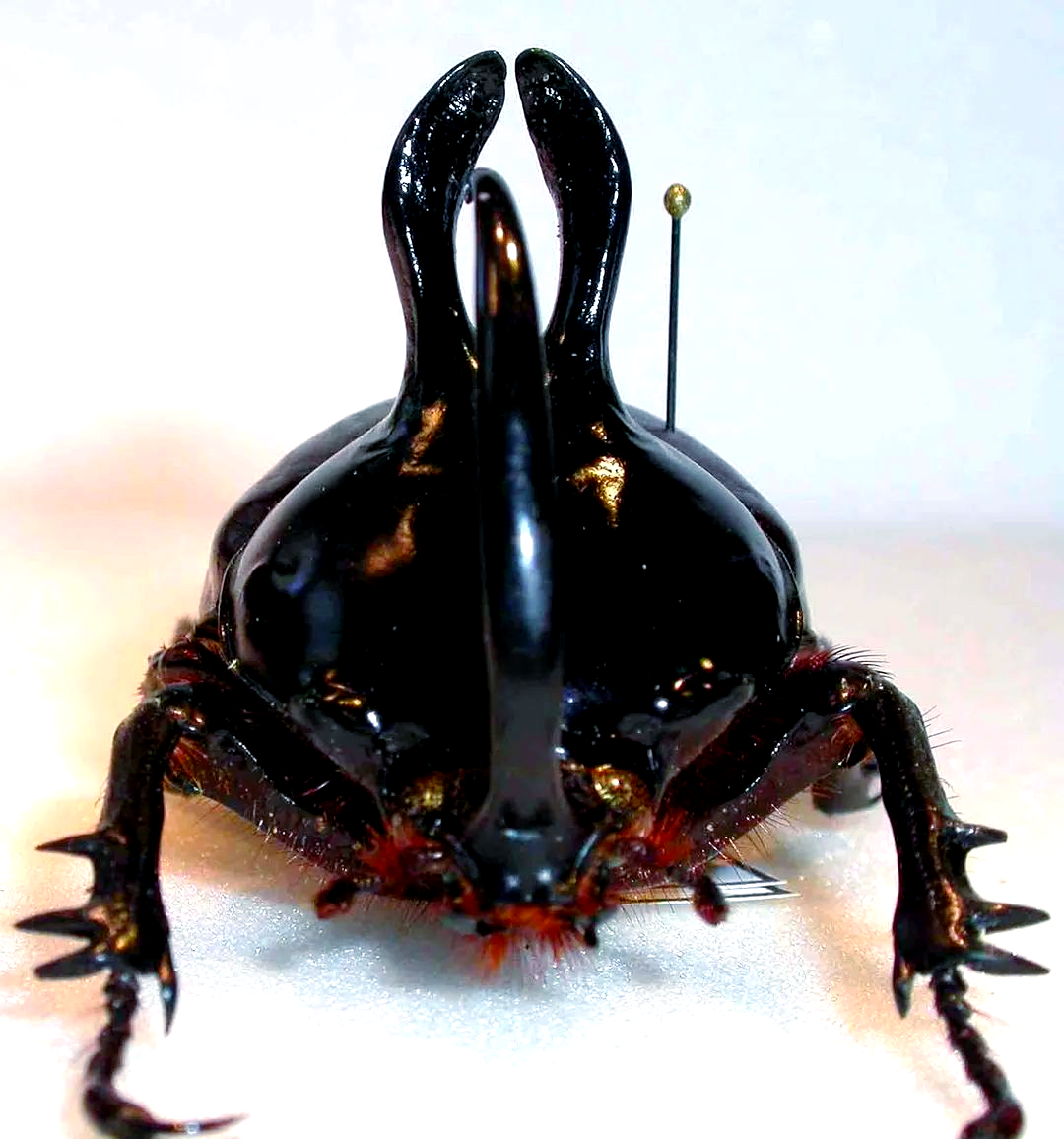 独角仙:从形象与分类到生态危害的全解读