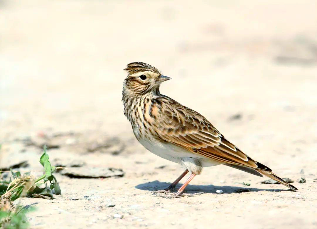 探索云雀与小云雀的奥秘:外貌,习性及区分方法