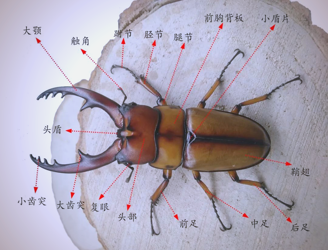 锹甲虫的成长奥秘:从卵到成虫的蜕变之旅