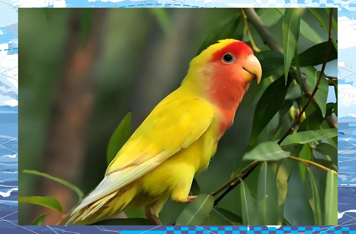 黄桃鹦鹉是否具备说话能力?