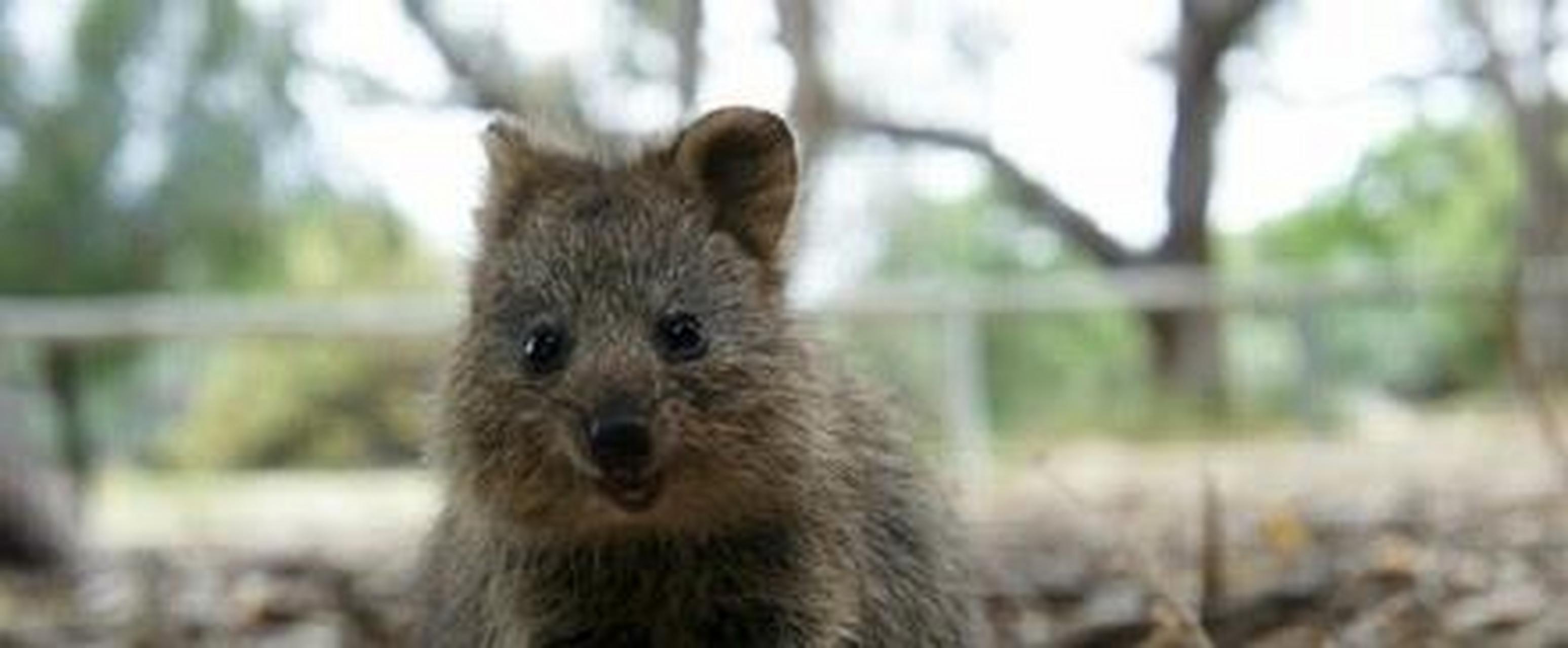 短尾矮袋鼠,是澳洲的一个濒危物种.