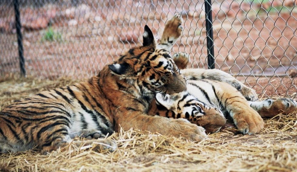 20年前,中国送到南非放养的2只华南虎,后来它们怎么样了呢?