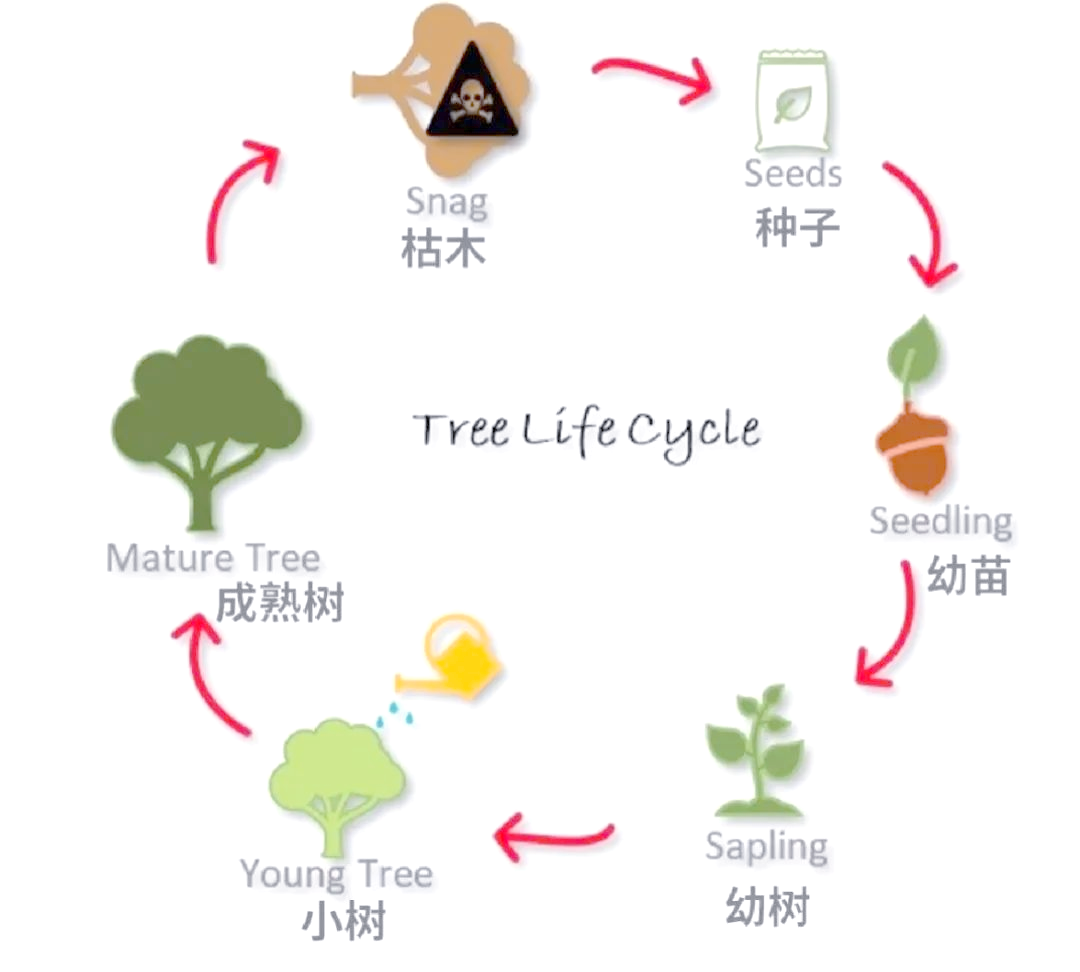 春日研学之旅:从种树到环保的全新体验