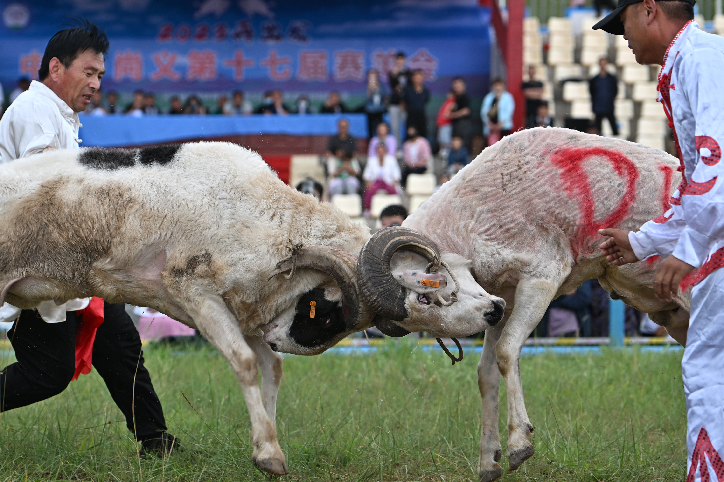 河北尚义:赛羊会引八方来客