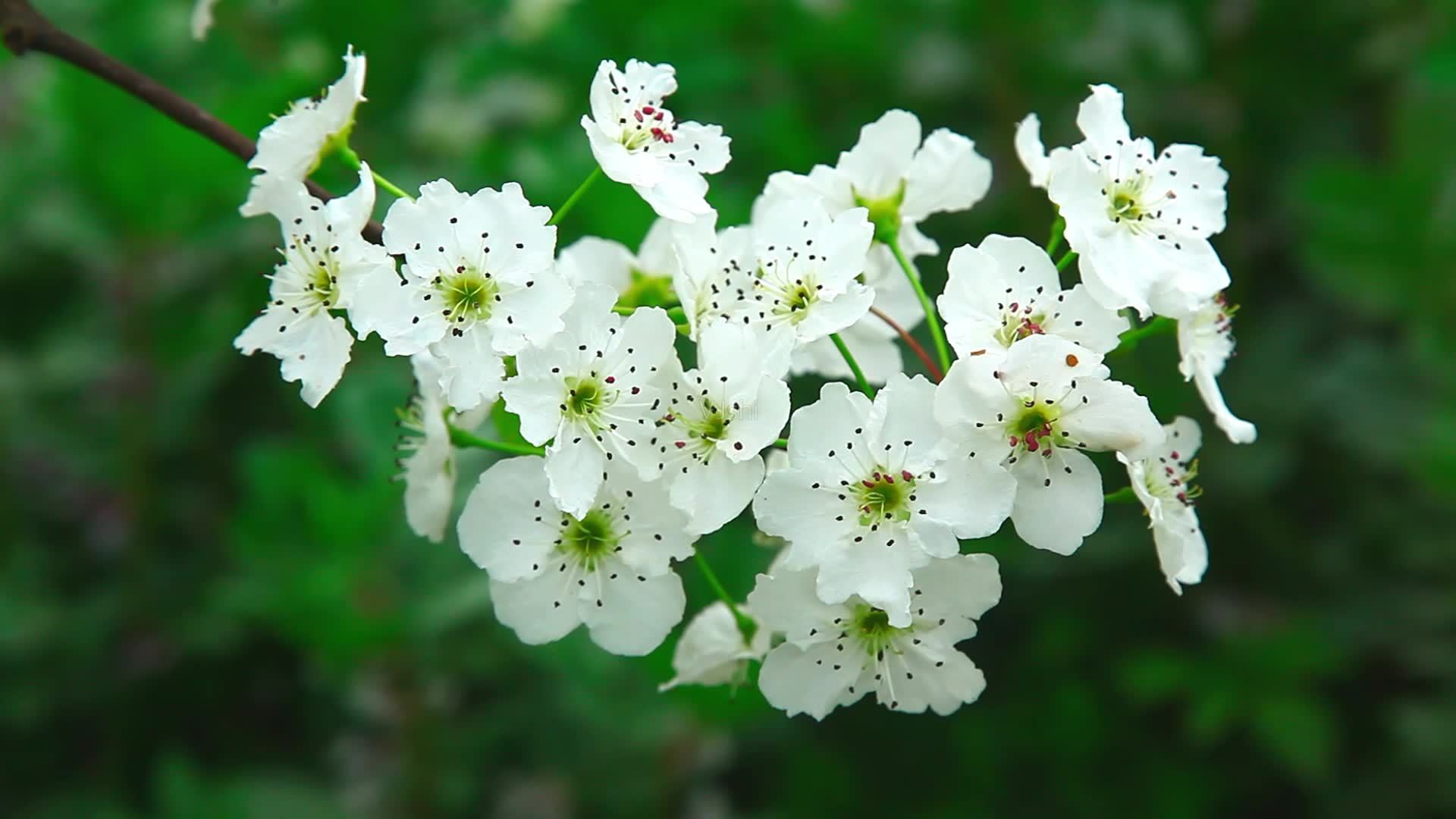 李花图片唯美图片