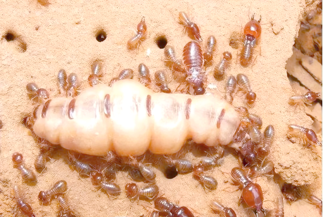 在她风华正茂时,她精心挑选伴侣,并肩构建起庞大的蚂蚁王国,还为王国