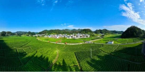 烤出致富"金叶子" 泸溪兴隆场镇三千亩烟叶赶"烤"