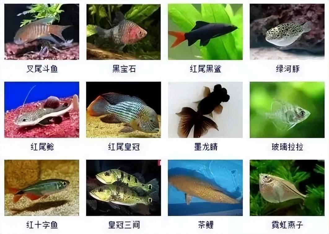 观赏鱼名称大全,你认识几种