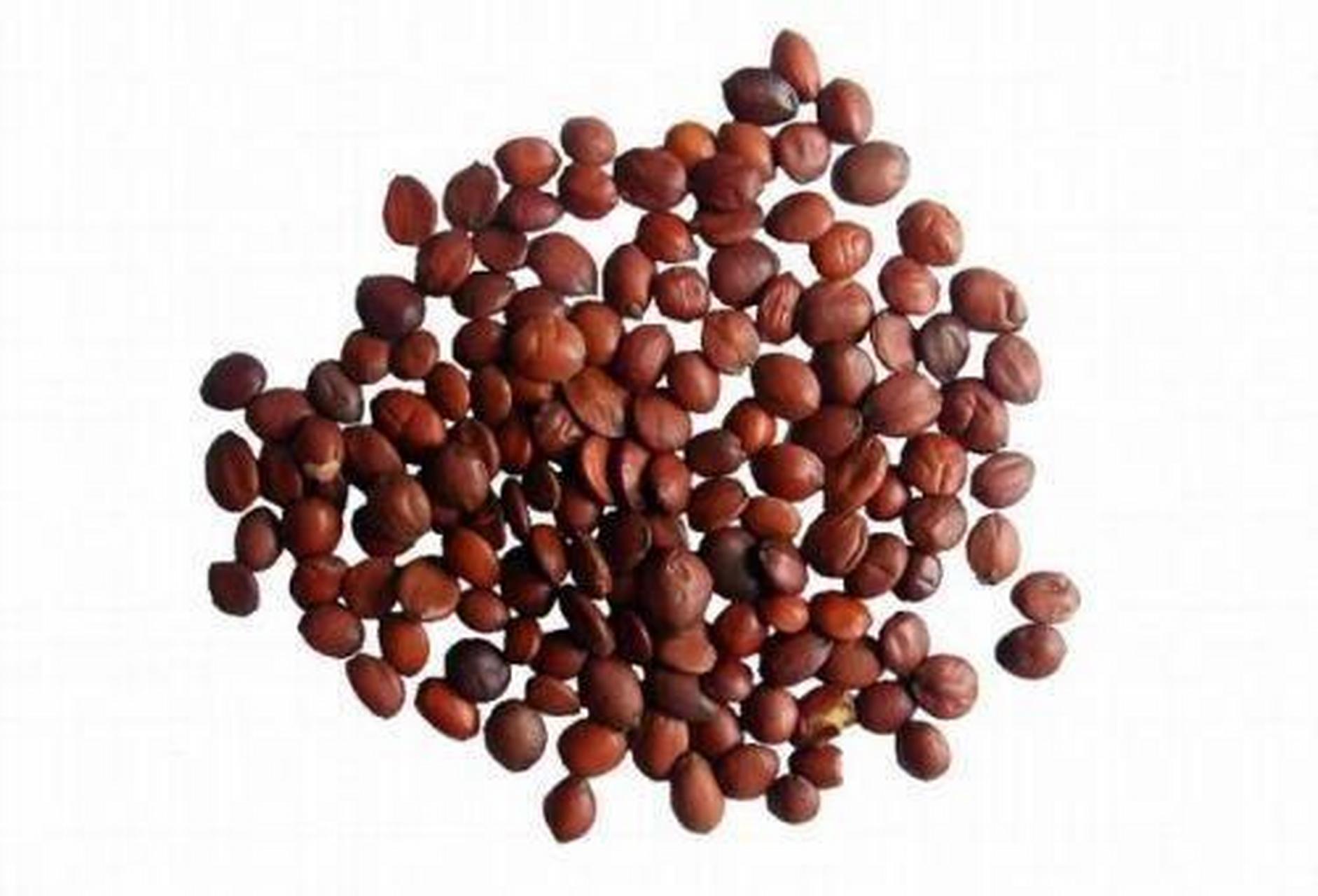 你没听错,这两天,酸枣仁价格突然从原来的5元涨到1000.