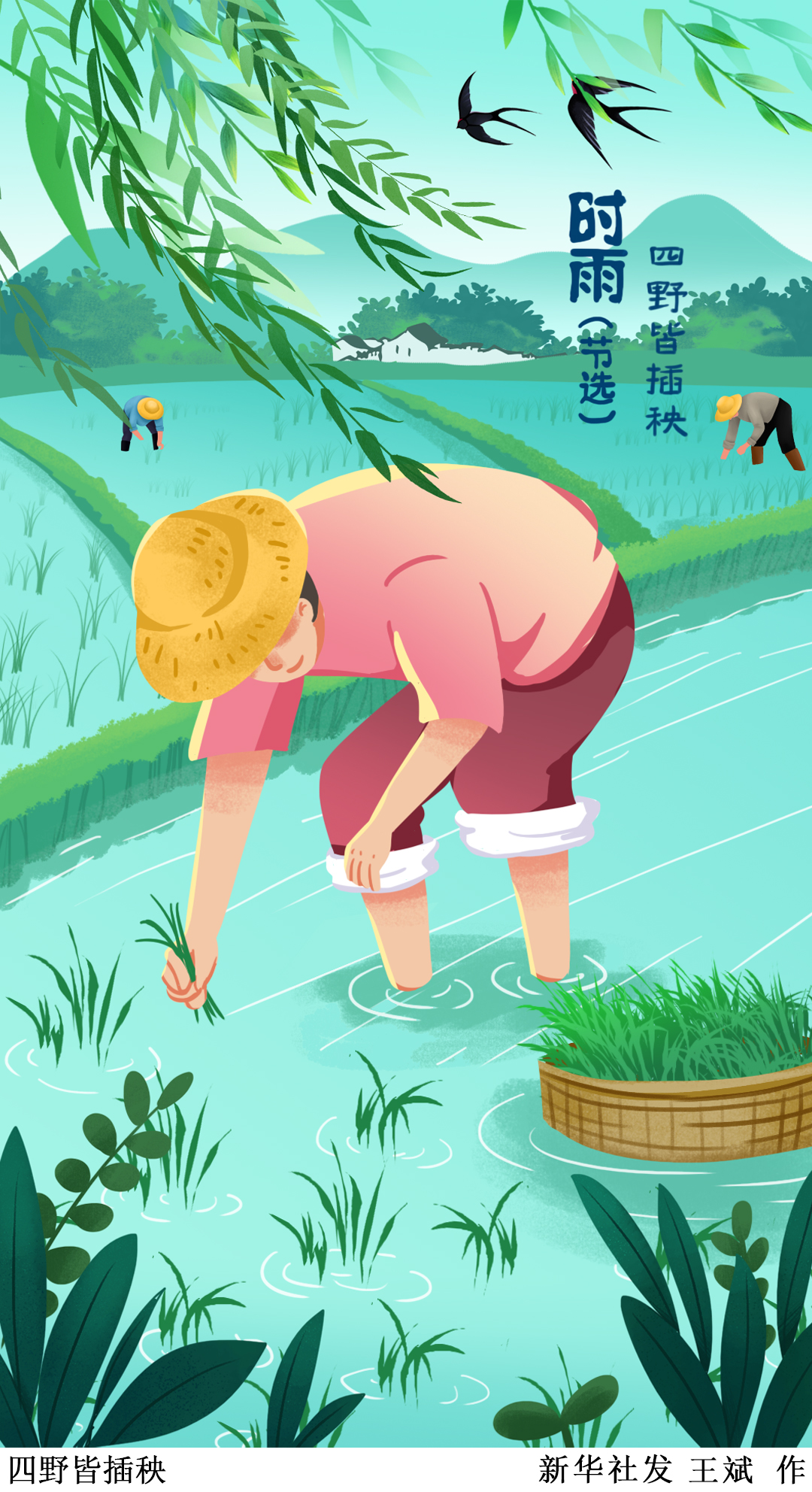 「二十四节气·芒种」四野皆插秧