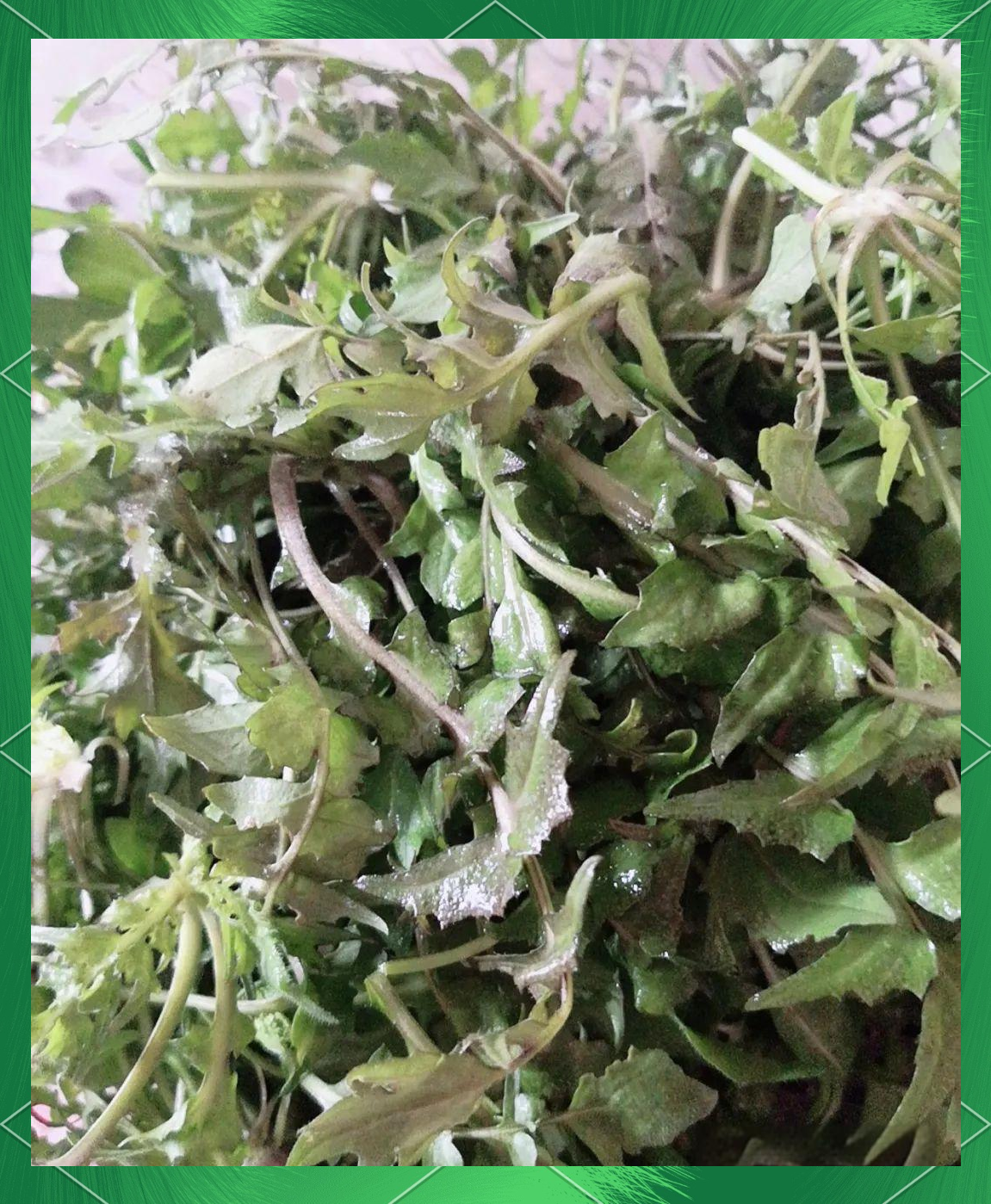 地耳菜:雷雨后的美味馈赠,城市餐桌的新选择