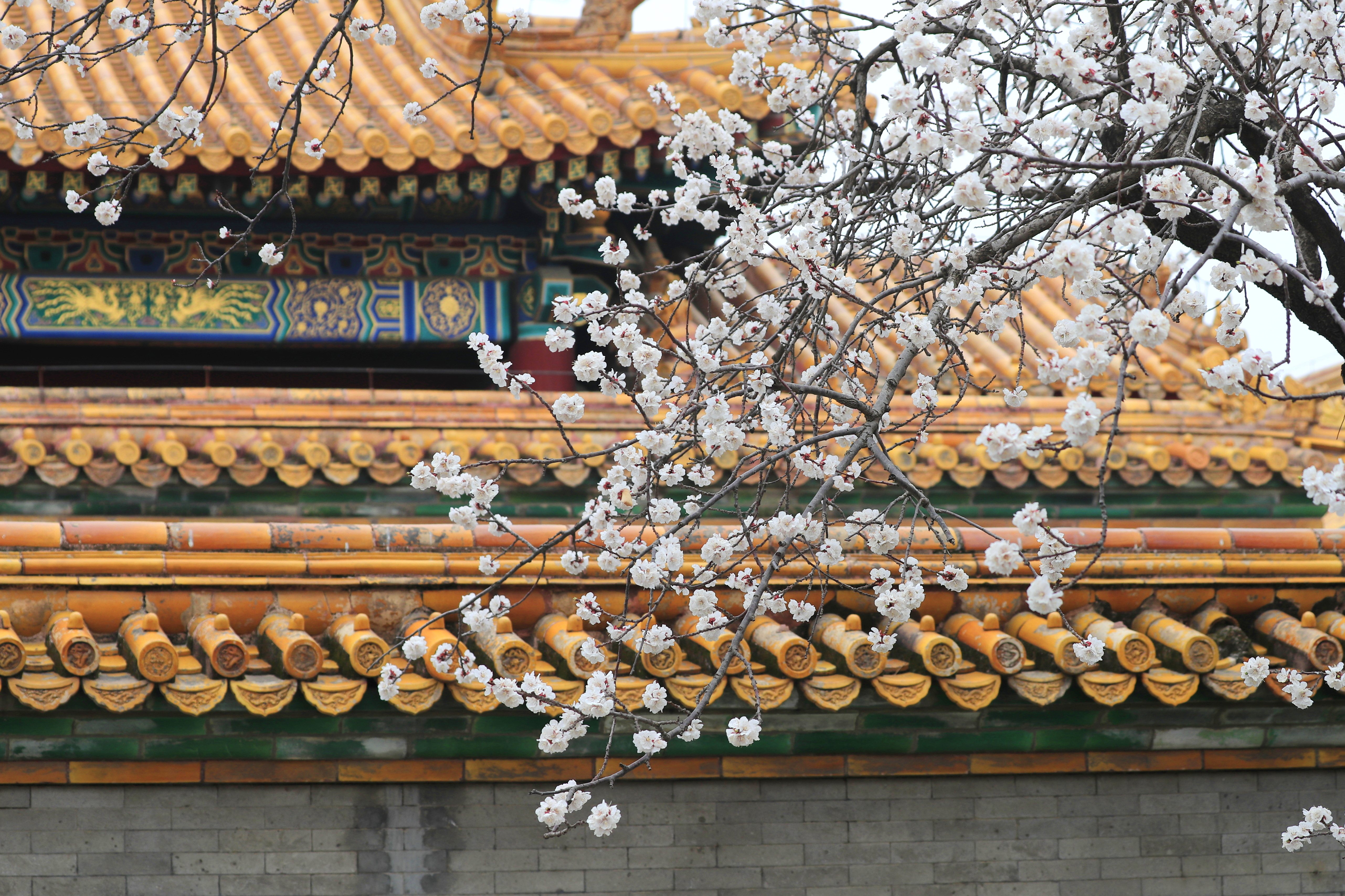 北京故宫杏花绽放