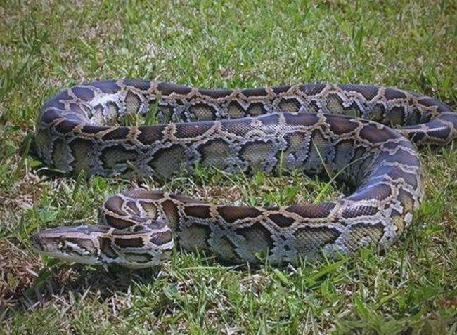 缅甸蟒:一种巨大且危险的蛇类
