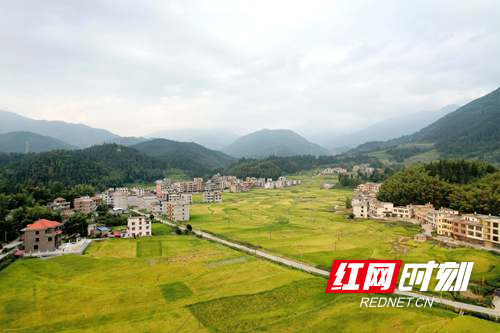隆回县金石桥镇:4万多亩超优中稻丰收秋色如画