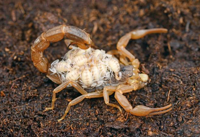 世界上最小的蝎子图片