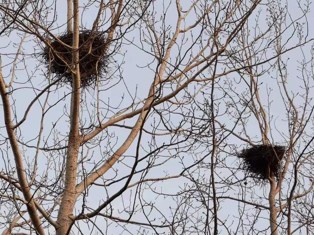 儿时总是爬到树上掏鸟窝