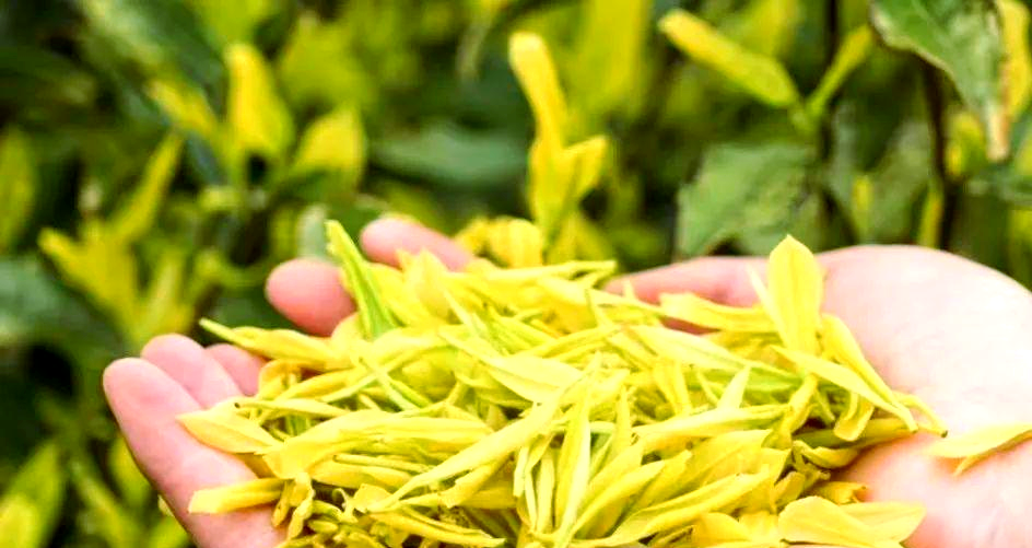 黄金芽茶叶是什么品种
