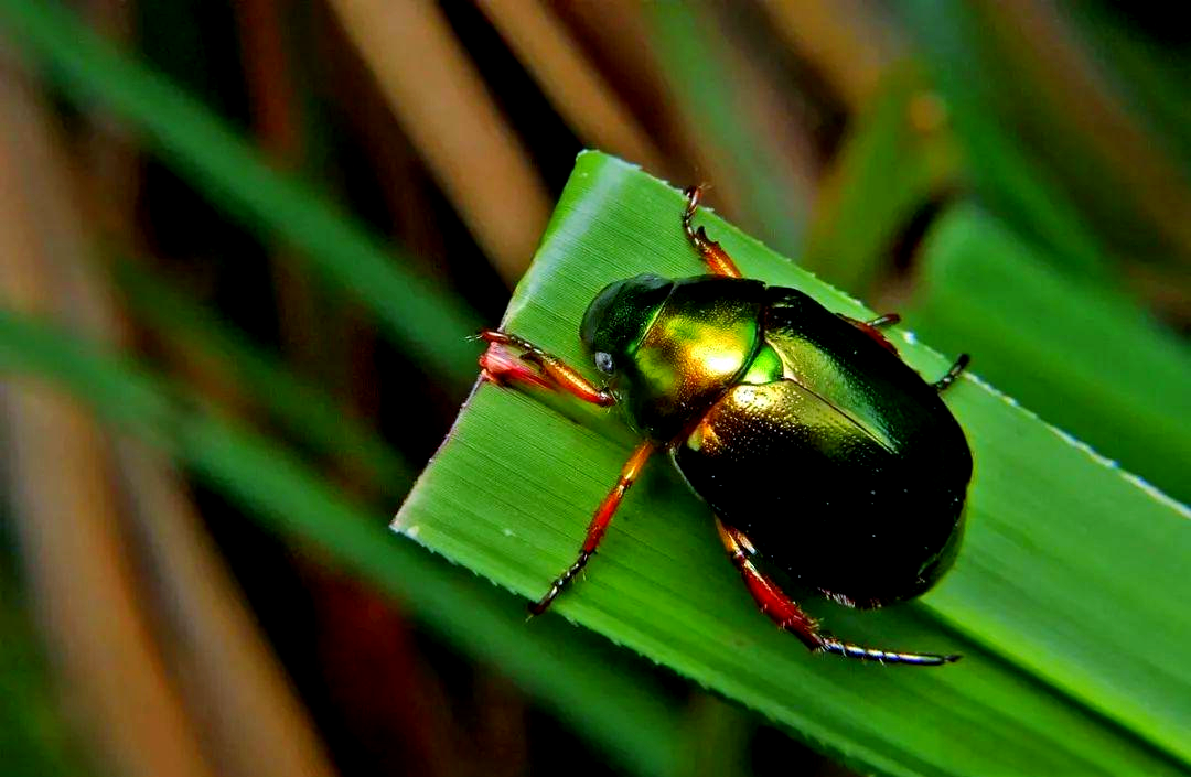 金龟子:一种充满生活趣味的昆虫