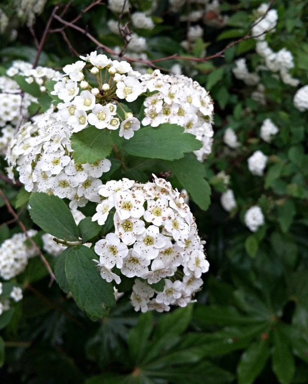 石楠花和丁香花的区别
