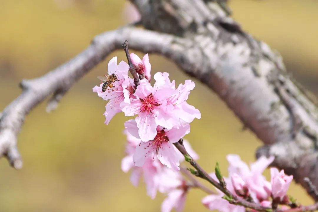 桃花渐次盛开,一派好春光