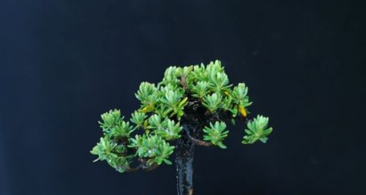 橙花瑞香为什么难养