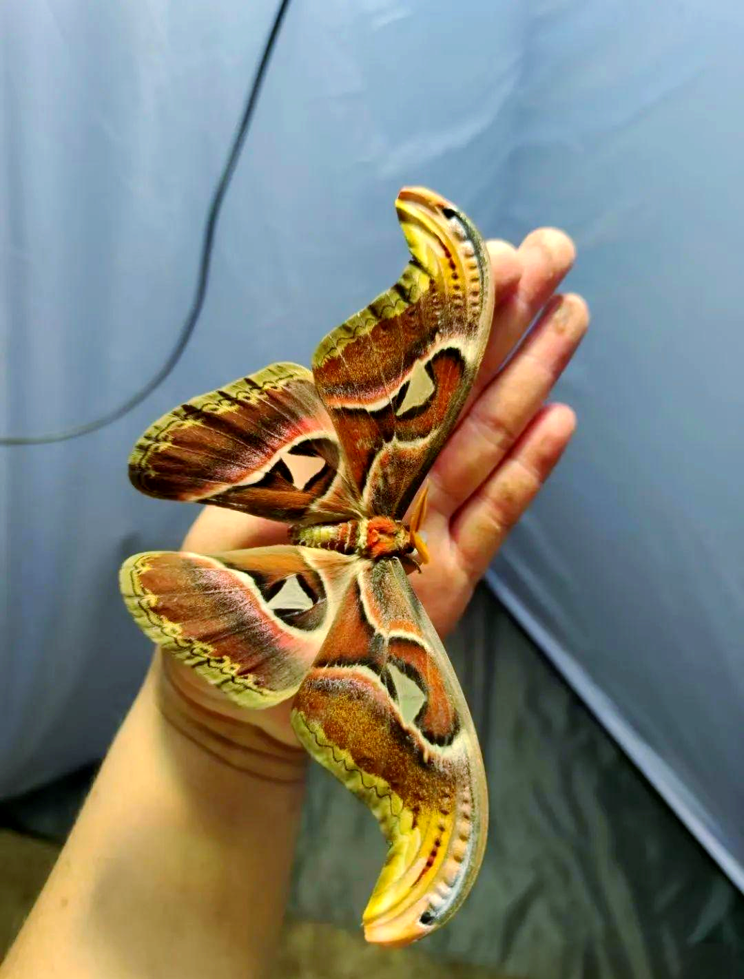 乌桕大蚕蛾:全球最大蛾的神秘世界