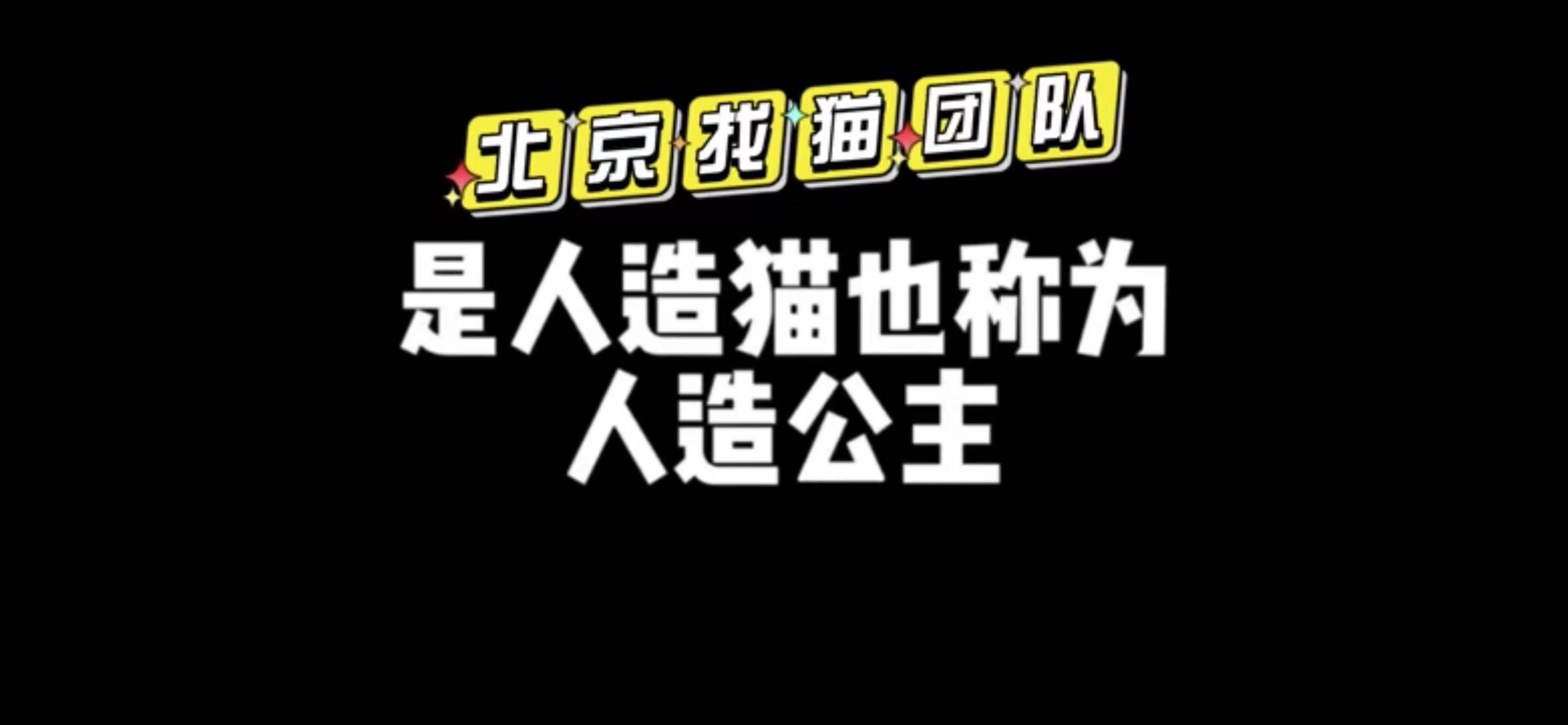 北京找貓團隊朝陽尋貓公主貓丟了怎麼找回來