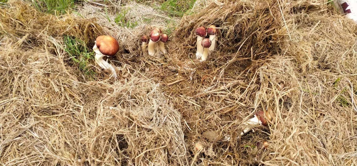 江西安义:秸秆循环利用栽培大球盖菇成为农民致富产业