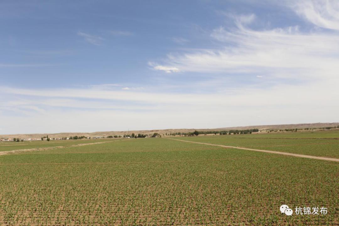 巴拉贡镇:玉米制种托起村民增收"金"产业