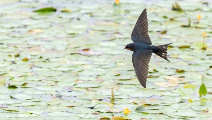 西湖上空数百只燕子扎堆低飞,是天有异象还是燕子团建?