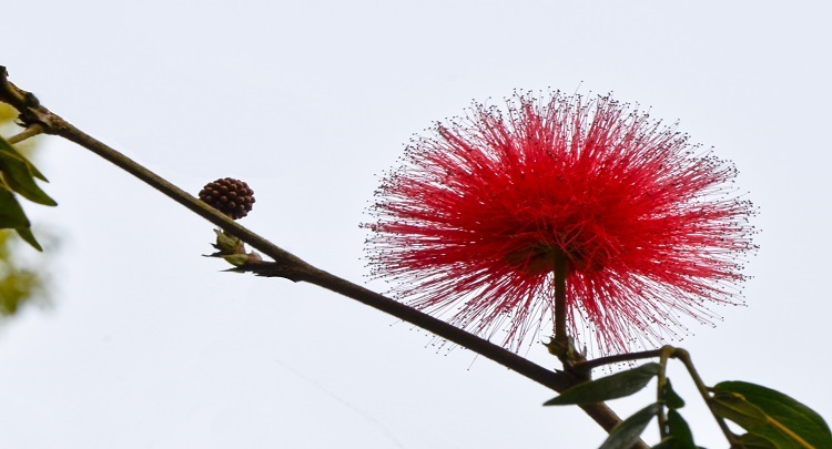 榕树花与合欢花图片对比