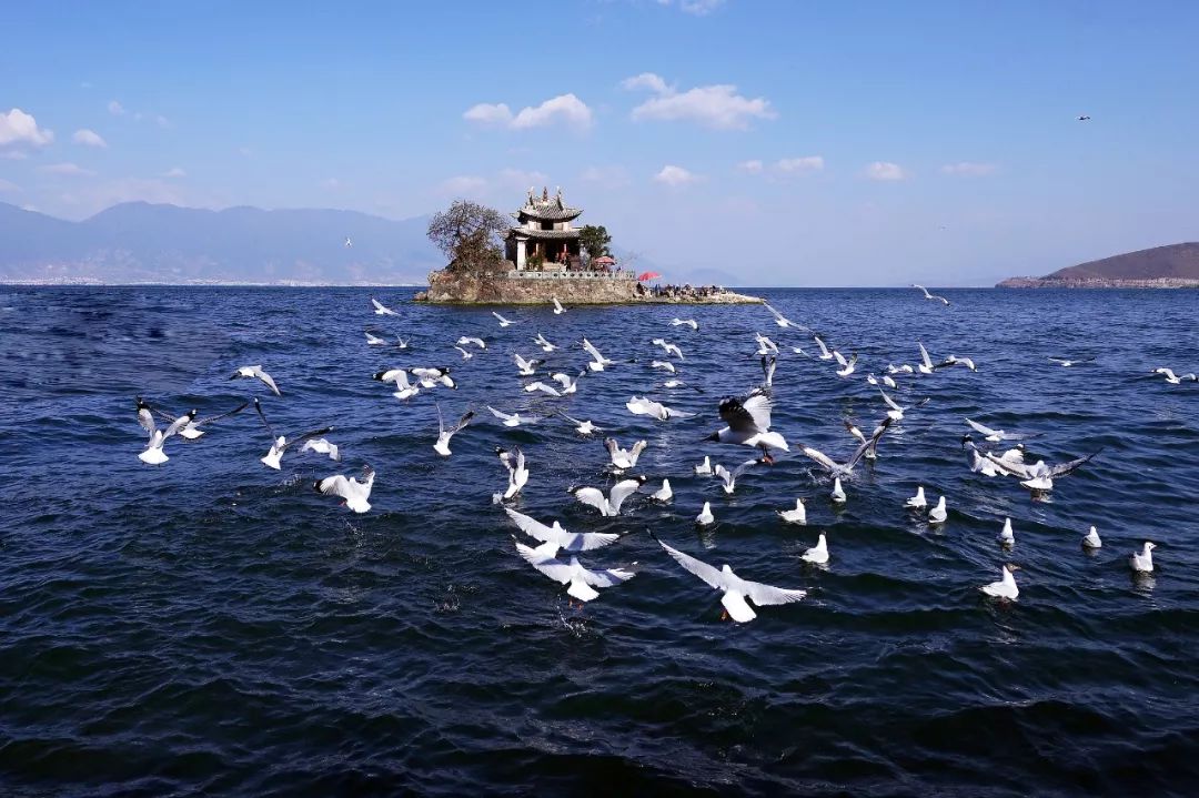 大理一日游210元起,丽江450元起!低于这个价格要小心了