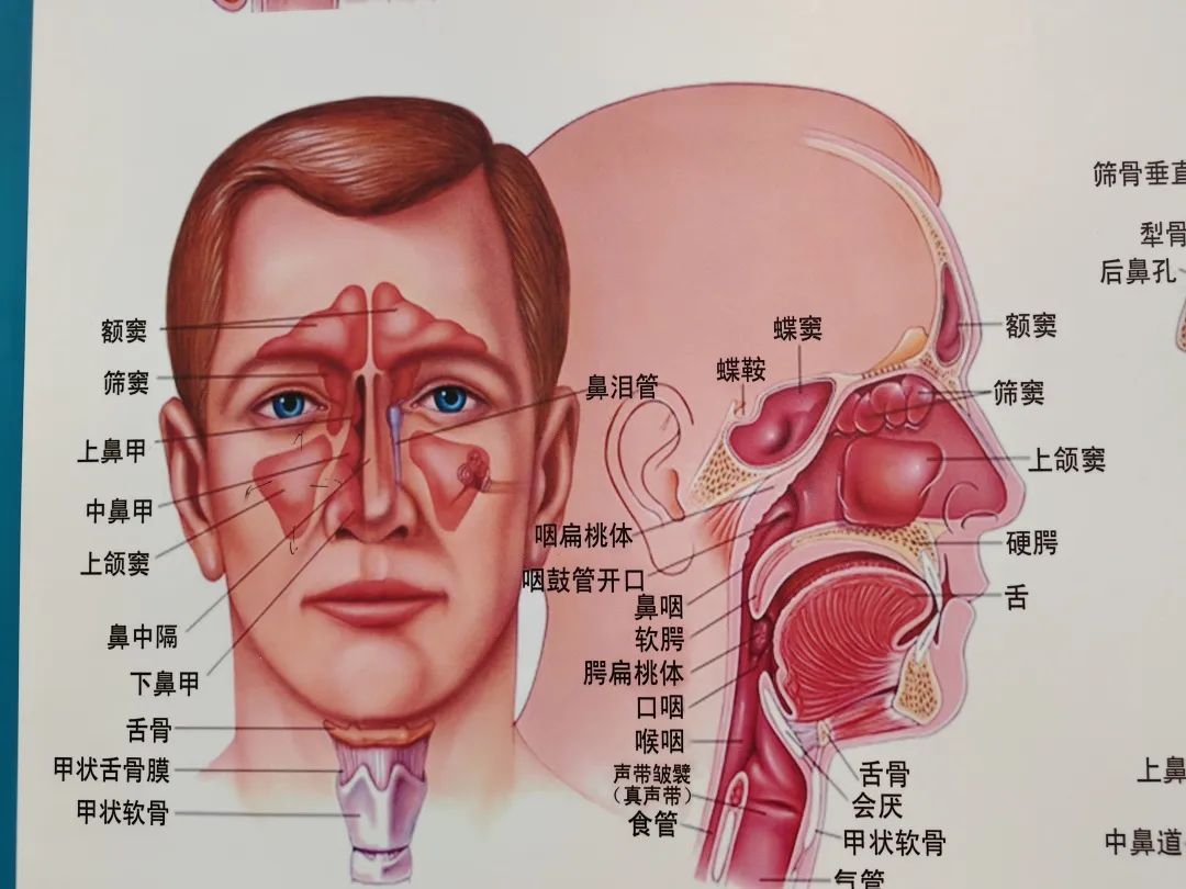 咽喉炎的位置图片