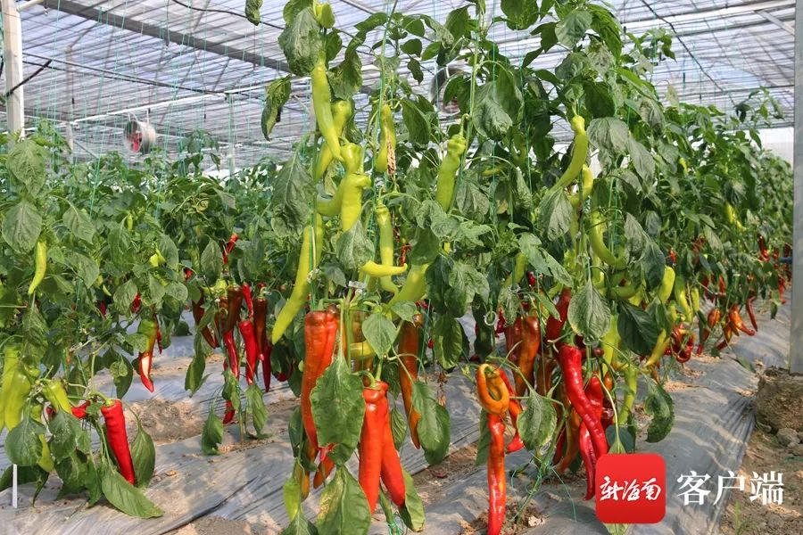 这些海南辣椒值得你品尝