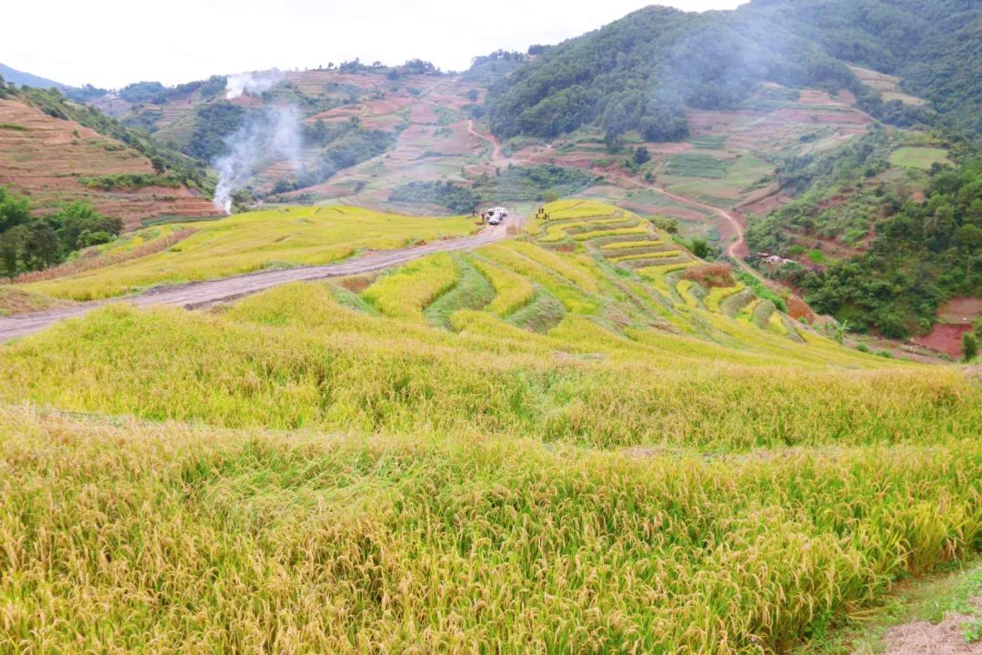 墨江:稻香飘山野 旱稻喜丰收
