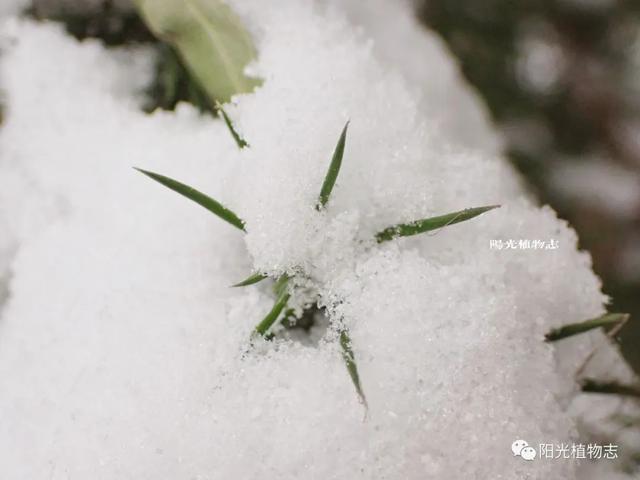 柏科刺柏屬喬木圓柏的小刺葉,穿過雪痕,散發出五角形的光芒.