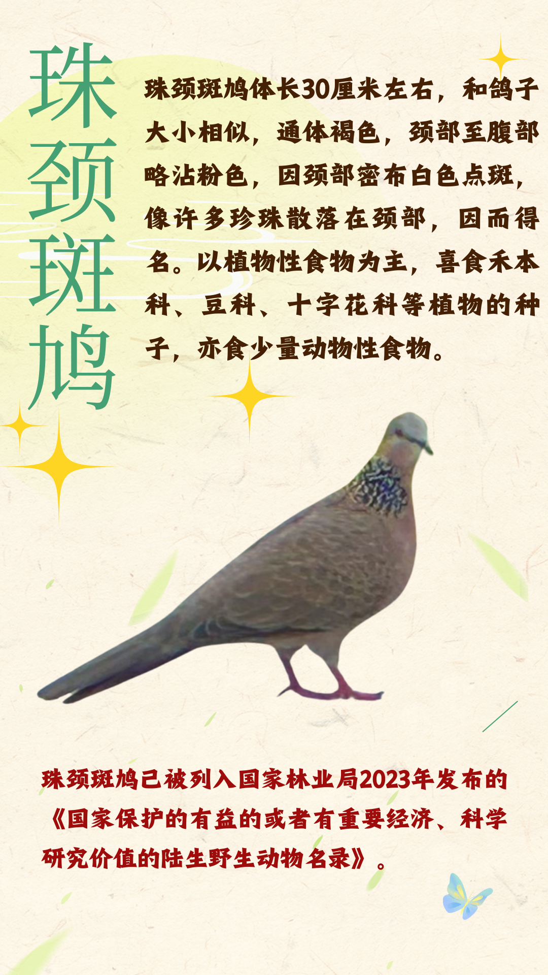 上图为珠颈斑鸠,别名花斑鸠,珍珠鸠,是脊索动物门鸟纲鸽形目鸠鸽科