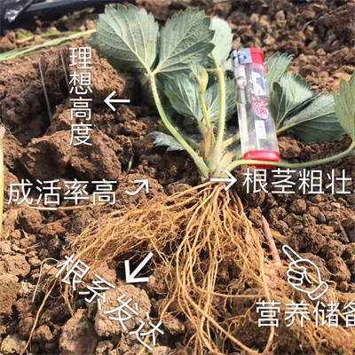 赛娃草莓苗品种,作为四季草莓的一种,一年都在结果,耐运输