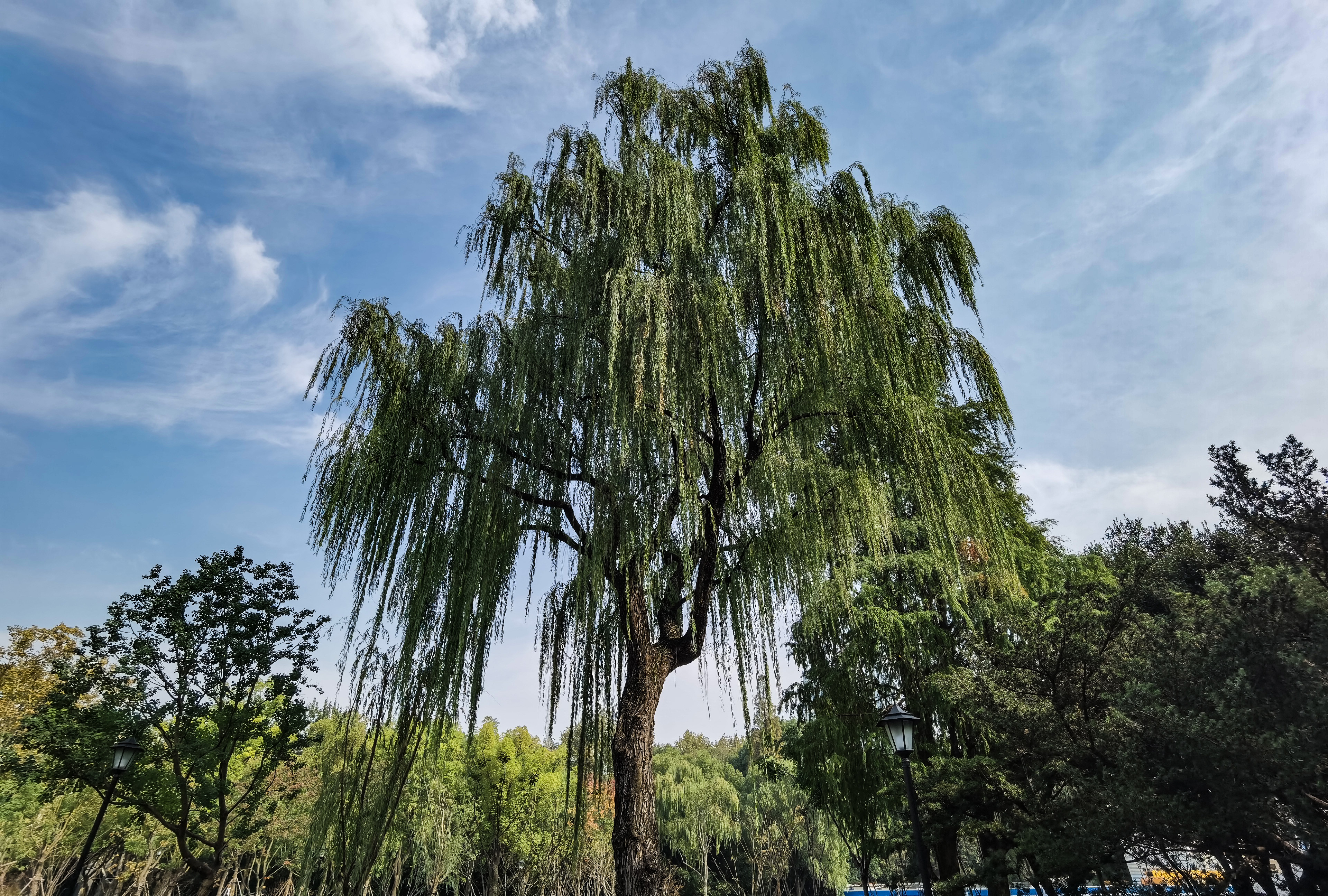 上海历史悠久的老公园——中山公园