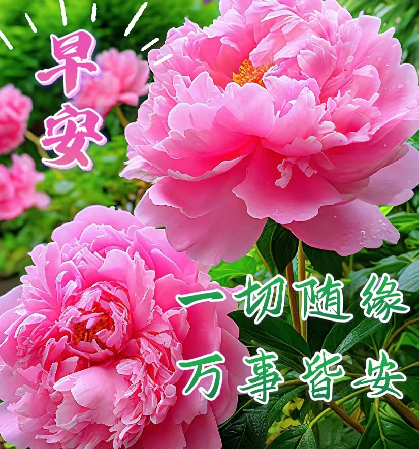 周五清晨,愿你心境如花,早安愉快
