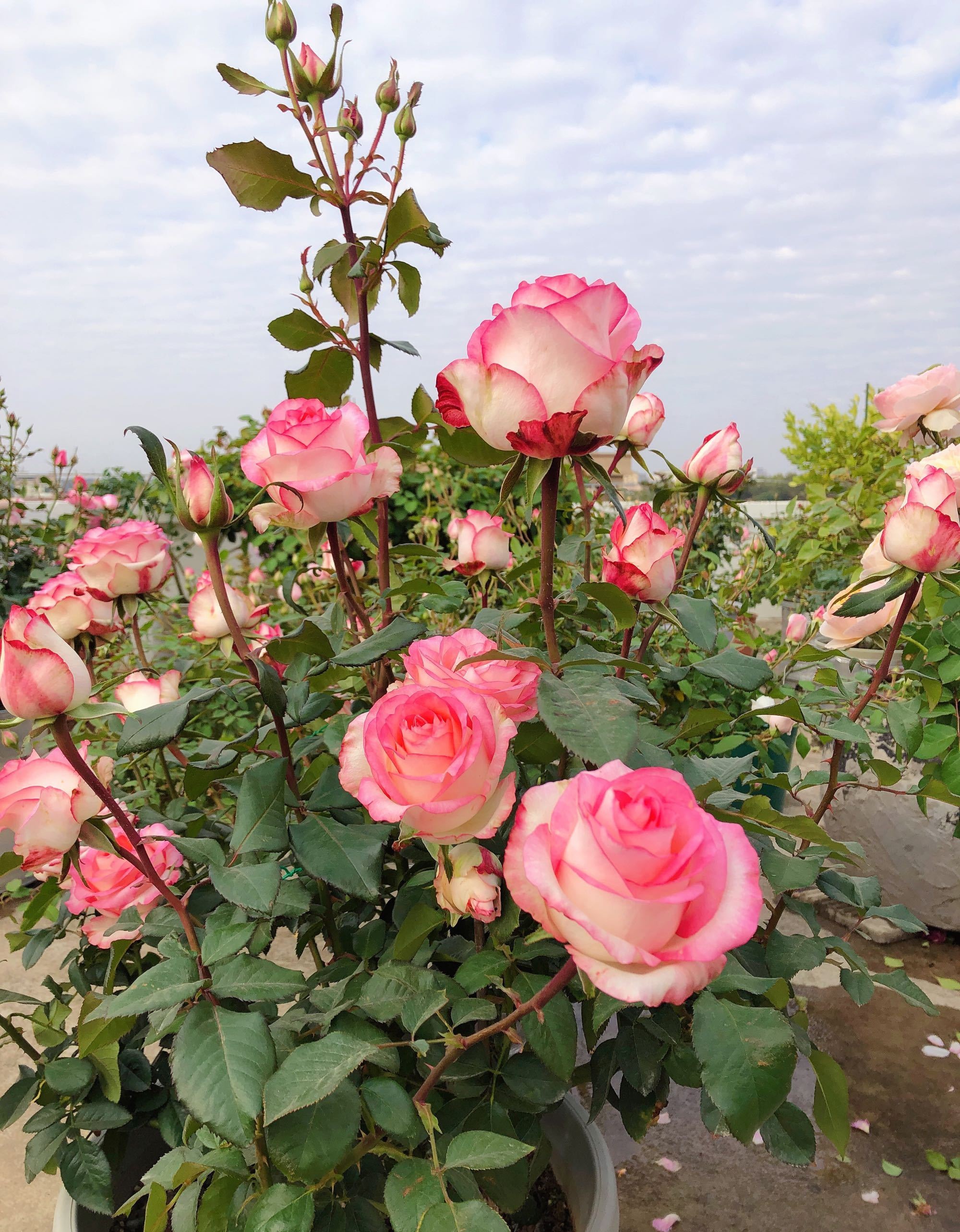 月季花界的"贵族"—朱米莉亚,美胜玫瑰,多季花开,你值得拥有