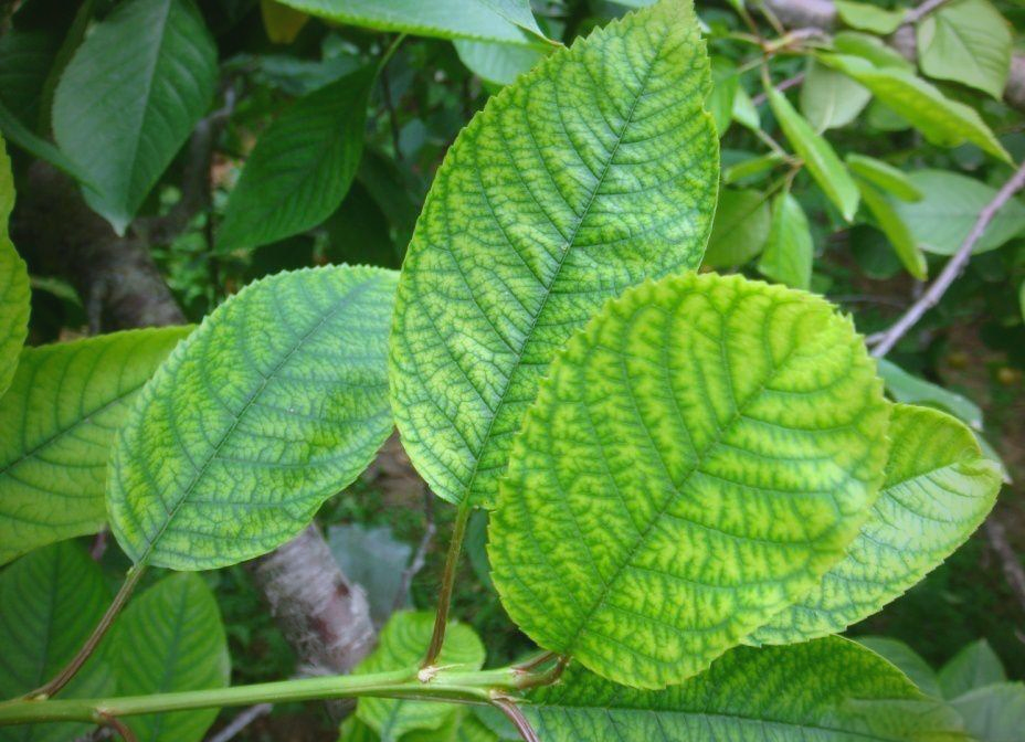 苹果和樱桃缺铁黄化病的防治策略与方法