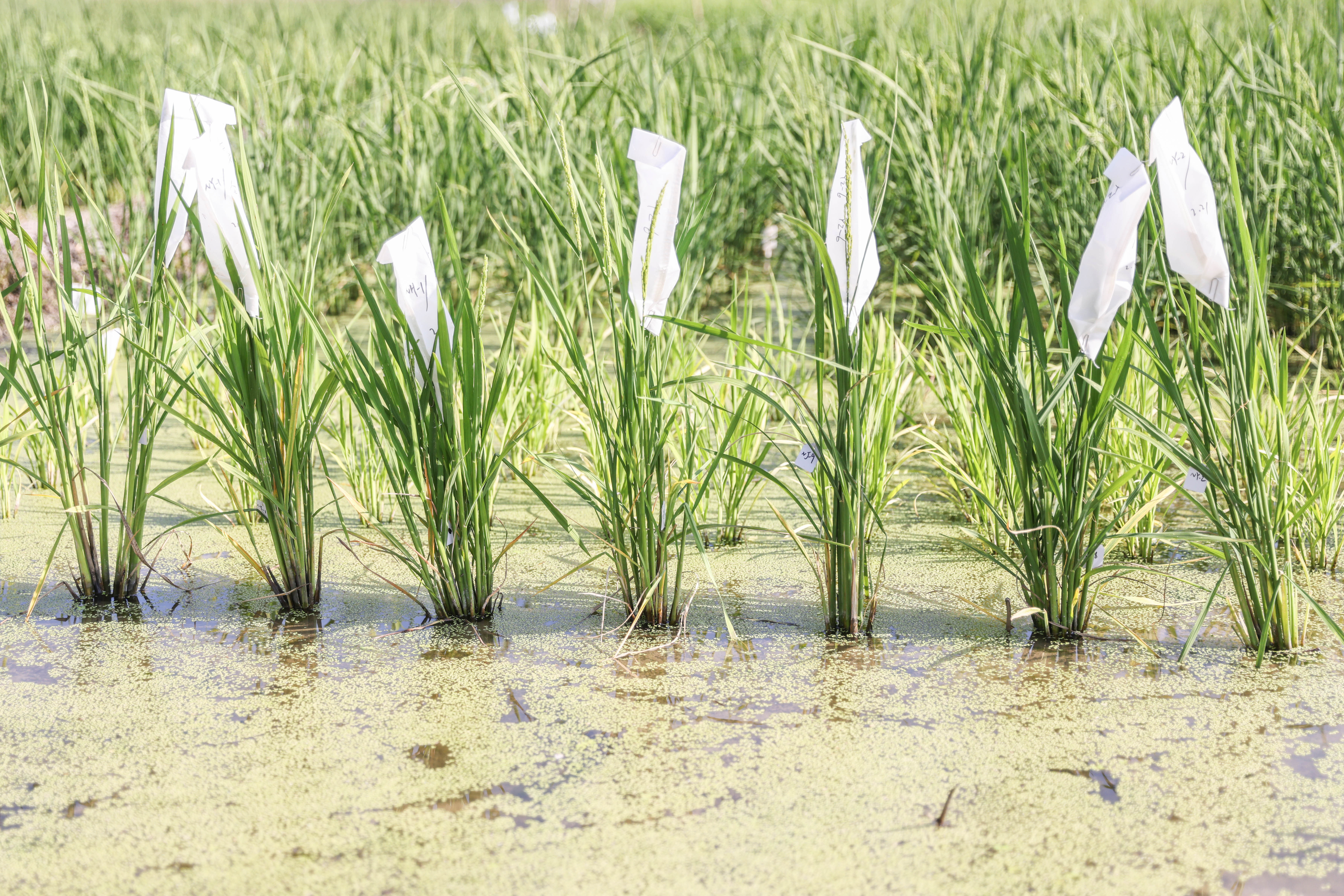 三亚:南繁育种正当时