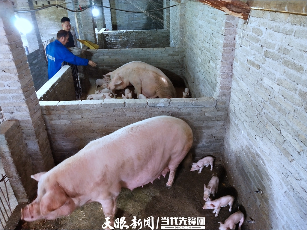 致富经香猪妹(致富经五姐妹养猪)